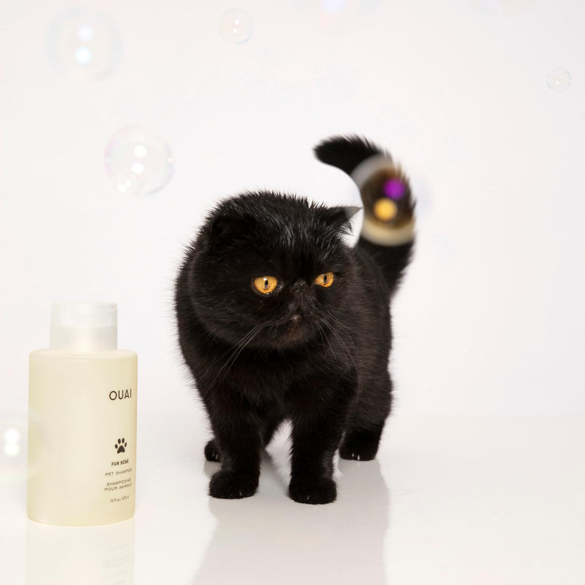 Pet Shampoo 16 Fl oz M309390