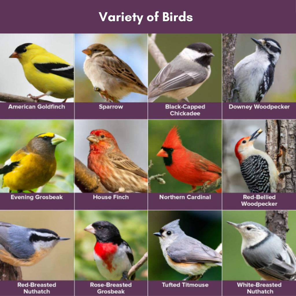 Wild Bird Seed 20 Pound Bag K462