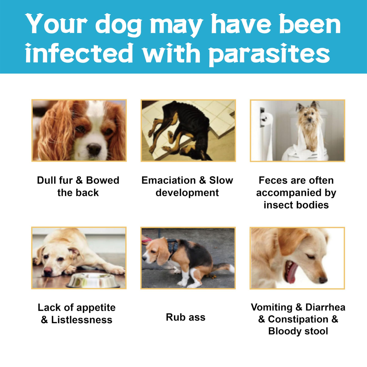 Flea and Tick Prevention for Dogs 6 Doses H737